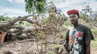 Les villages de Saint-Louis du sud et Cavaillon, près de Cayes (ville principale de la province sud), ont perdu leurs récoltes. Jean-Claude  a perdu tous ses cultures de manioc.