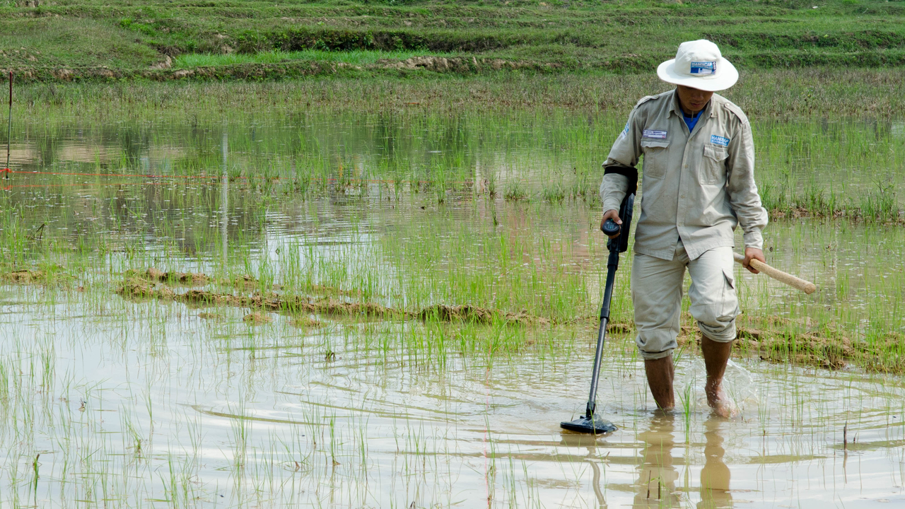 Un démineur de Handicap International recherche des bombes à sous-munitions dans un champ de riz.